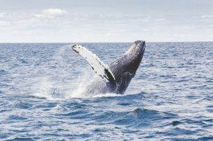夢占いでクジラの夢の意味 空を飛ぶ イルカ サメ 触るは 運気アップしてハッピーを引き寄せる開運ブログ