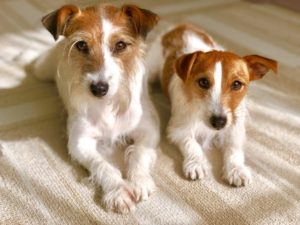 夢占い子犬の夢の意味 飼う 生まれる 黒 白 助けるは 運気アップしてハッピーを引き寄せる開運ブログ