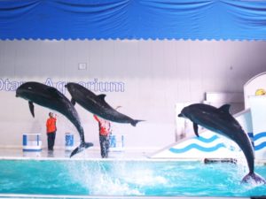 夢占いイルカの夢の意味１５選 群れ 撫でる 抱きしめる 運気アップしてハッピーを引き寄せる開運ブログ