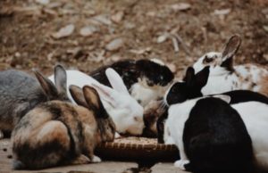 夢占いうさぎの夢の意味 抱く 飼う 黒い グレーとピンク 運気アップしてハッピーを引き寄せる開運ブログ