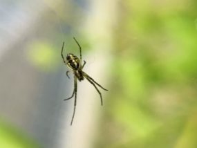 夢占い蜘蛛の夢の意味 大きい 小さい 噛まれる 黒い 運気アップしてハッピーを引き寄せる開運ブログ