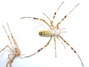 夢占い蜘蛛の夢の意味 大きい 小さい 噛まれる 黒い 運気アップしてハッピーを引き寄せる開運ブログ