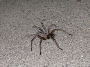 夢占い蜘蛛の夢の意味 大きい 小さい 噛まれる 黒い 運気アップしてハッピーを引き寄せる開運ブログ