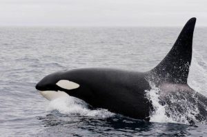 夢占いでクジラの夢の意味 空を飛ぶ イルカ サメ 触るは 運気アップしてハッピーを引き寄せる開運ブログ