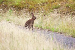 夢占いうさぎの夢の意味 抱く 飼う 黒い グレーとピンク 運気アップしてハッピーを引き寄せる開運ブログ