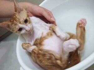 夢占いで子猫の夢の意味 たくさん 拾う 飼う 死ぬはナゼ 運気アップしてハッピーを引き寄せる開運ブログ