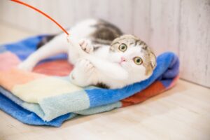 夢占いで子猫の夢の意味 たくさん 拾う 飼う 死ぬはナゼ 運気アップしてハッピーを引き寄せる開運ブログ