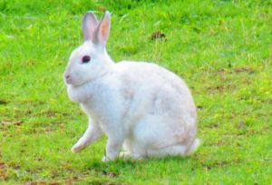 夢占いうさぎの夢の意味 抱く 飼う 黒い グレーとピンク 運気アップしてハッピーを引き寄せる開運ブログ