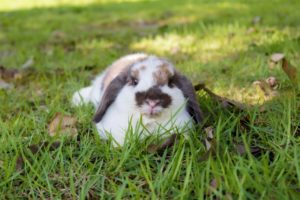 夢占いうさぎの夢の意味 抱く 飼う 黒い グレーとピンク 運気アップしてハッピーを引き寄せる開運ブログ