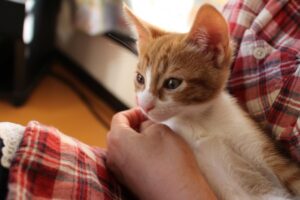 夢占いで子猫の夢の意味 たくさん 拾う 飼う 死ぬはナゼ 運気アップしてハッピーを引き寄せる開運ブログ