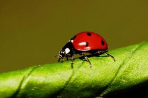 夢占い虫の夢の意味 大量や毛虫やゴキブリなどの吉凶は 運気アップしてハッピーを引き寄せる開運ブログ