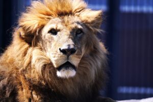 戦う夢の意味 ライオン 素手 逃げるなど夢占いの吉凶は 運気アップしてハッピーを引き寄せる開運ブログ