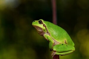 夢占いカエルの夢の意味 色や大きさや数などで吉凶が違う 運気アップしてハッピーを引き寄せる開運ブログ