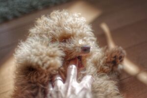 犬に噛まれる夢の意味 腕や足や手の指など夢占いの吉凶は 運気アップしてハッピーを引き寄せる開運ブログ